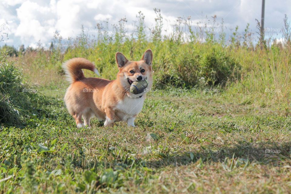 corgi dog for a walk