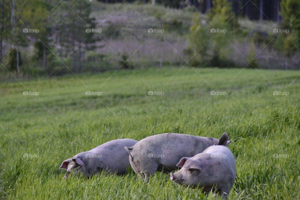 Pigs. Ecologic Pigs in Freedom 