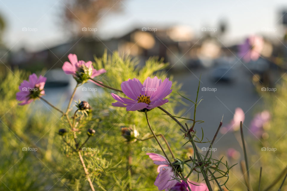 Cosmos flower in the light of dusk