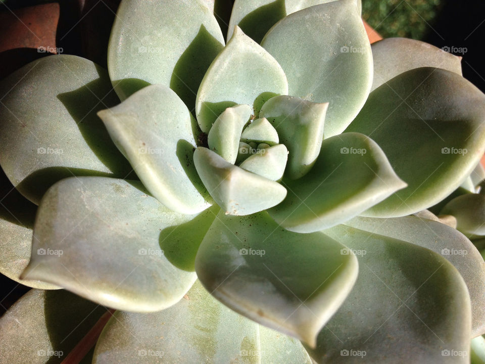 green orange plant cactus by lmoss