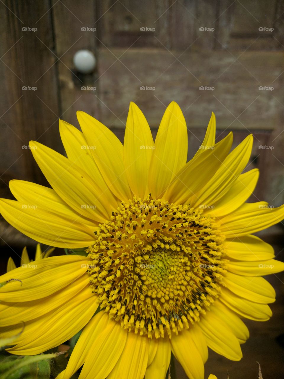 Happy Sunflowers