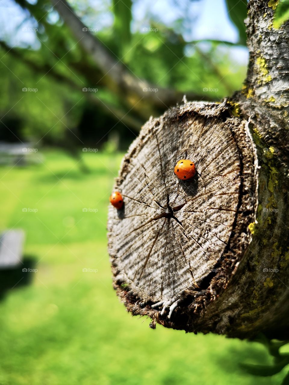 Two ladybugs in the tree