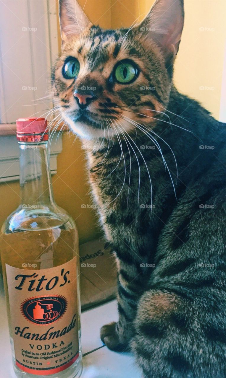 Curious cat hanging around the vodka.