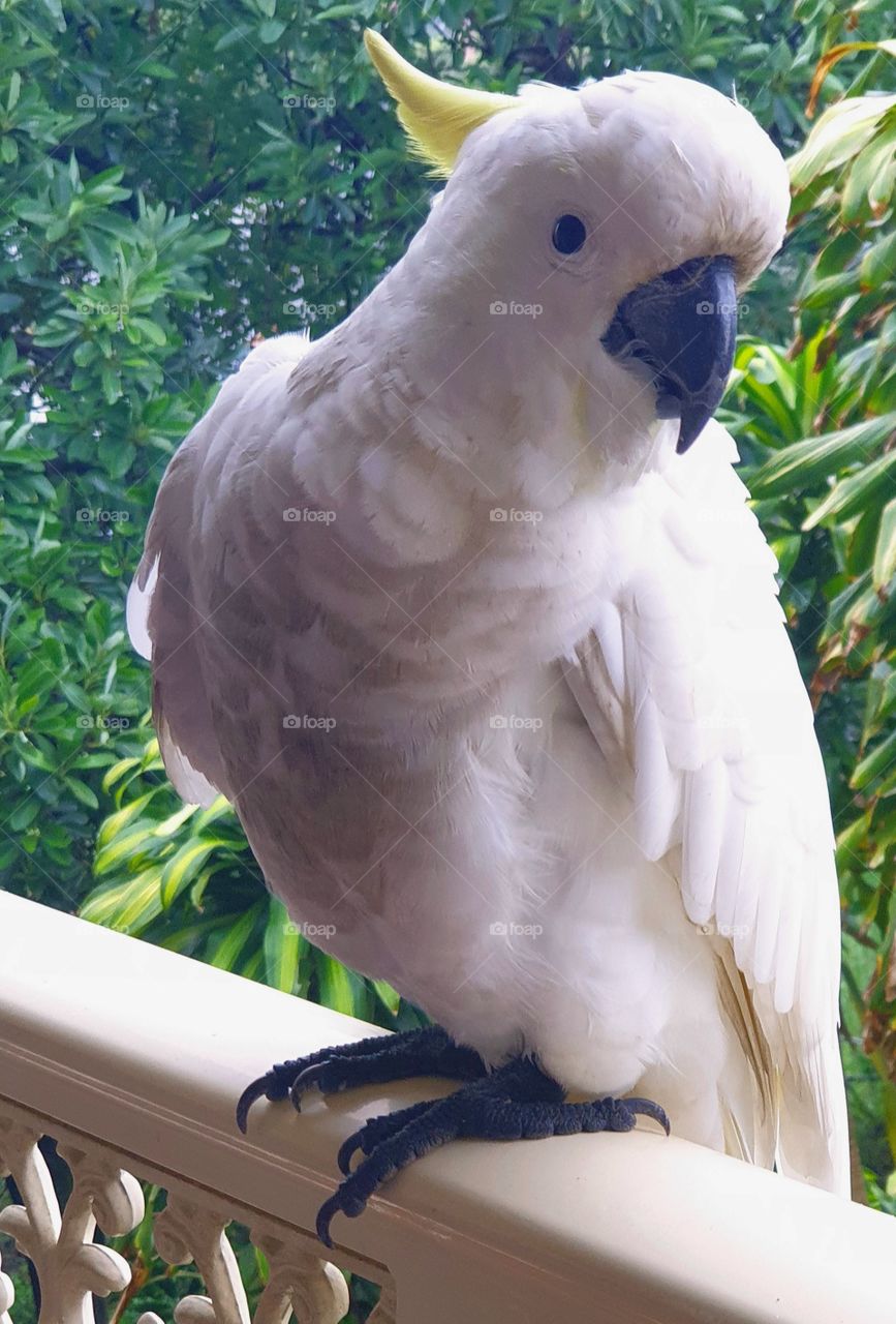 King Crested Cockatoo