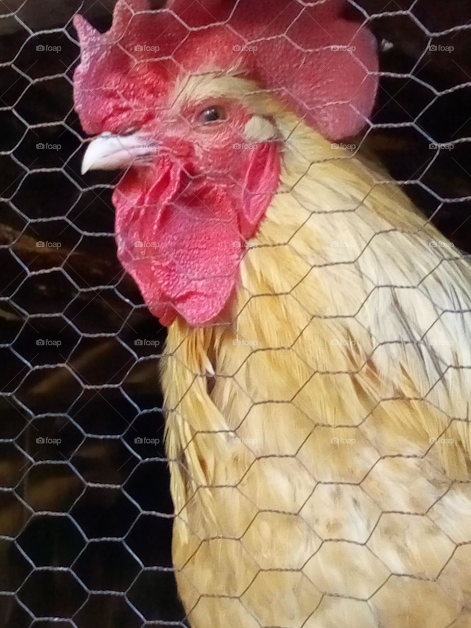 hen