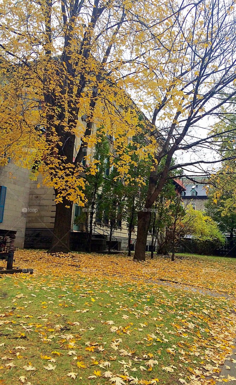 Beautiful yellow autumn 