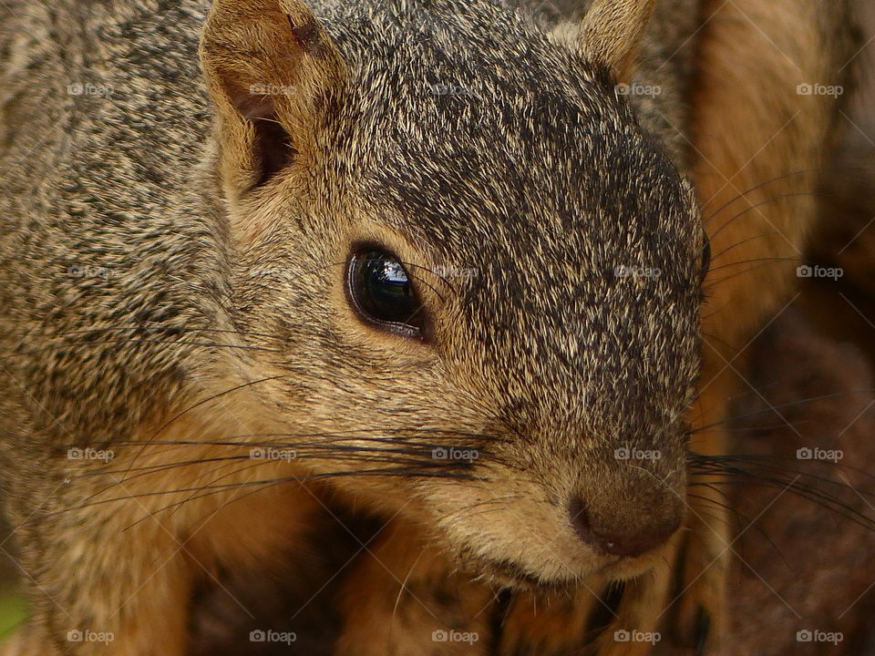 So close to a squirrel 