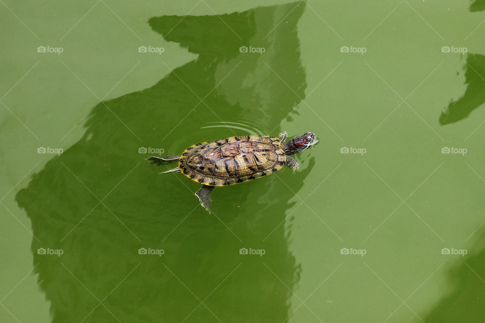 Swimming turtle. A turtle swimming in a pond at yuyuan, shanghai, china.