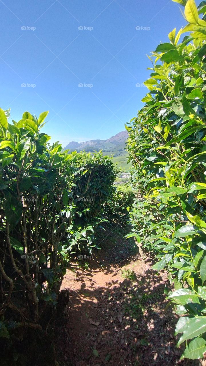 A walk in nature walks the soul back home.” – ...