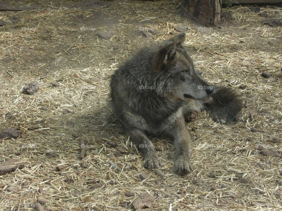 Wolf lounging