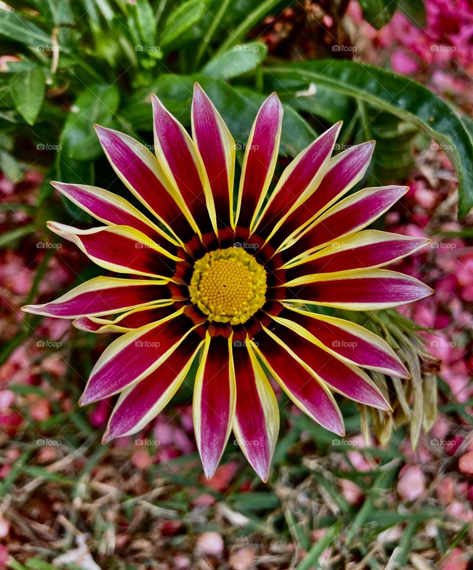 GANZÂNIA- 🇺🇸 Hello Brazil!  Long live the beauty of our flowers, so unique and beautiful in our country! / 🇧🇷 Olá Brasil! Viva a beleza das nossas flores, tão únicas e belas em nosso país!