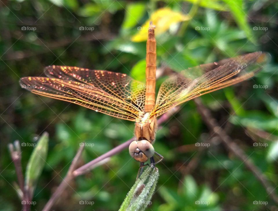 A yellow dragonfly wings glow in the sun.