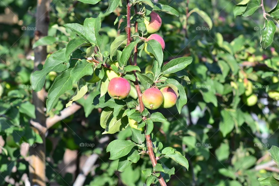 apple