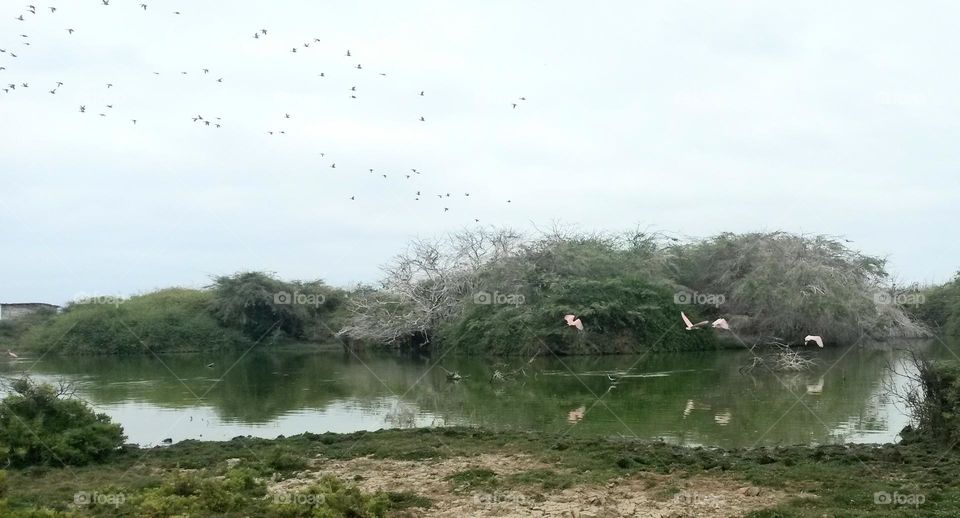 pink Flamingos in Lagune