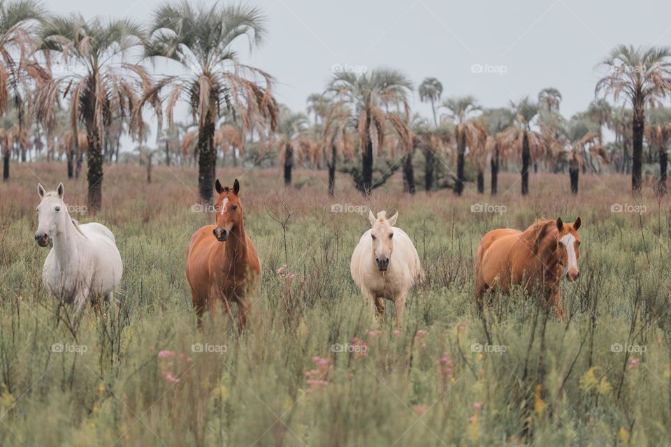 Wild horses