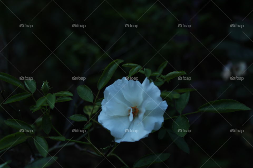 Flower from my home Garden