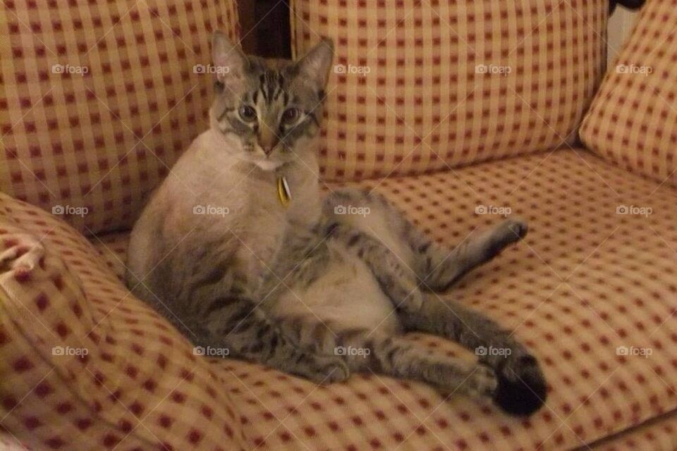 Sitting cat