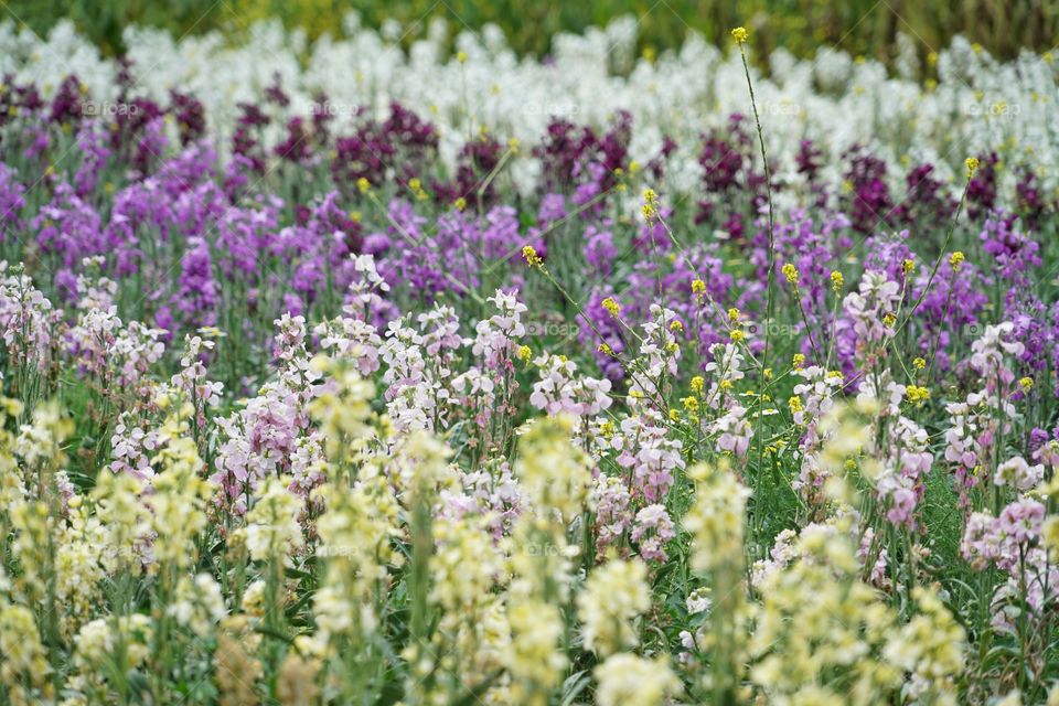 Pastel Wildflowers In Northern California 