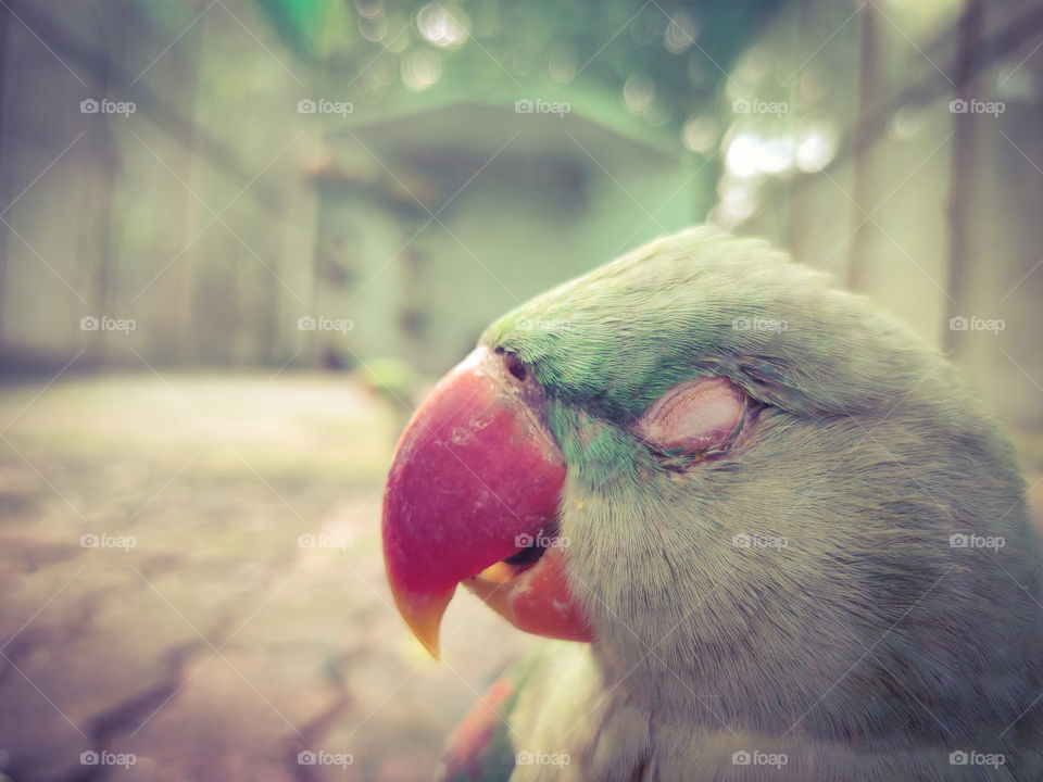 parrot