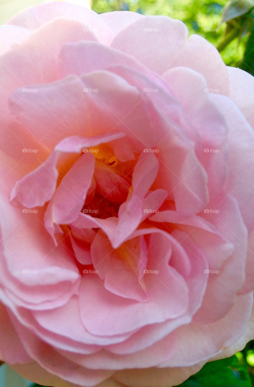 Rose. Sunset in the garden