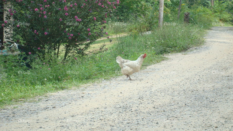why did the chicken cross the road?