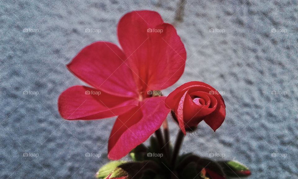 red flower