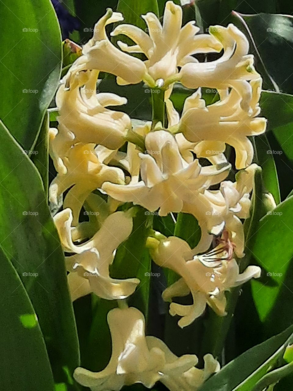 yellow hyacinth in muted colours  sunshine