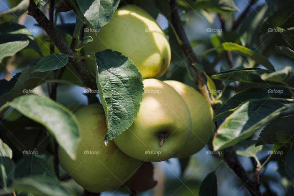 Golden delicious apples on a tree