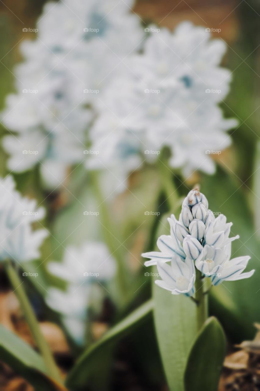 Springtime blooms 