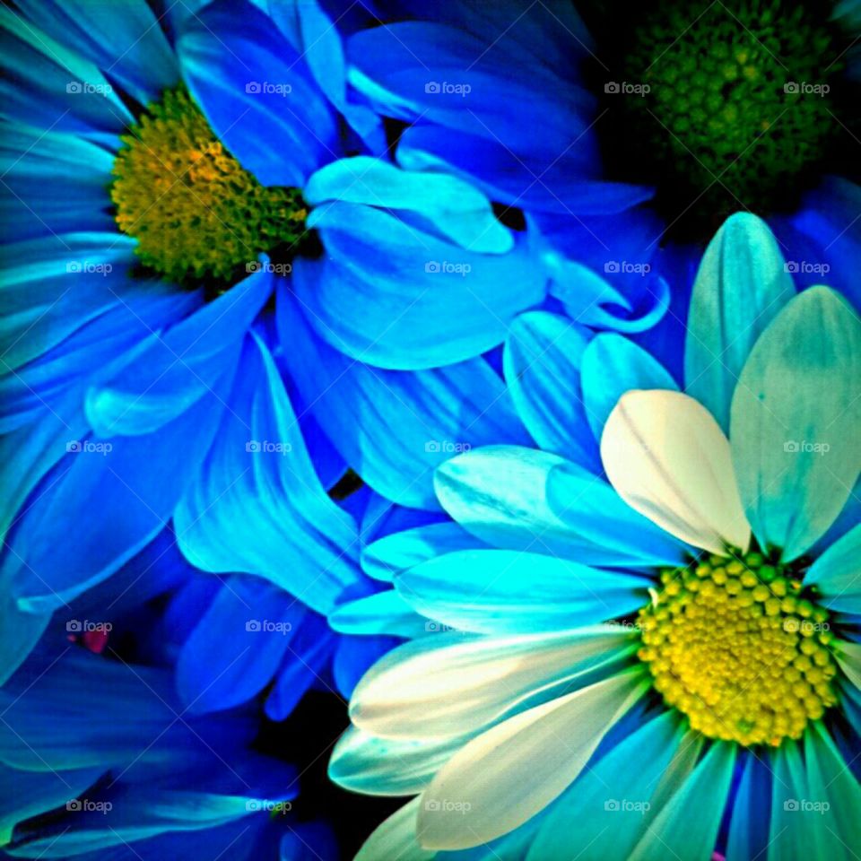 Flower, Nature, Flora, Floral, Summer