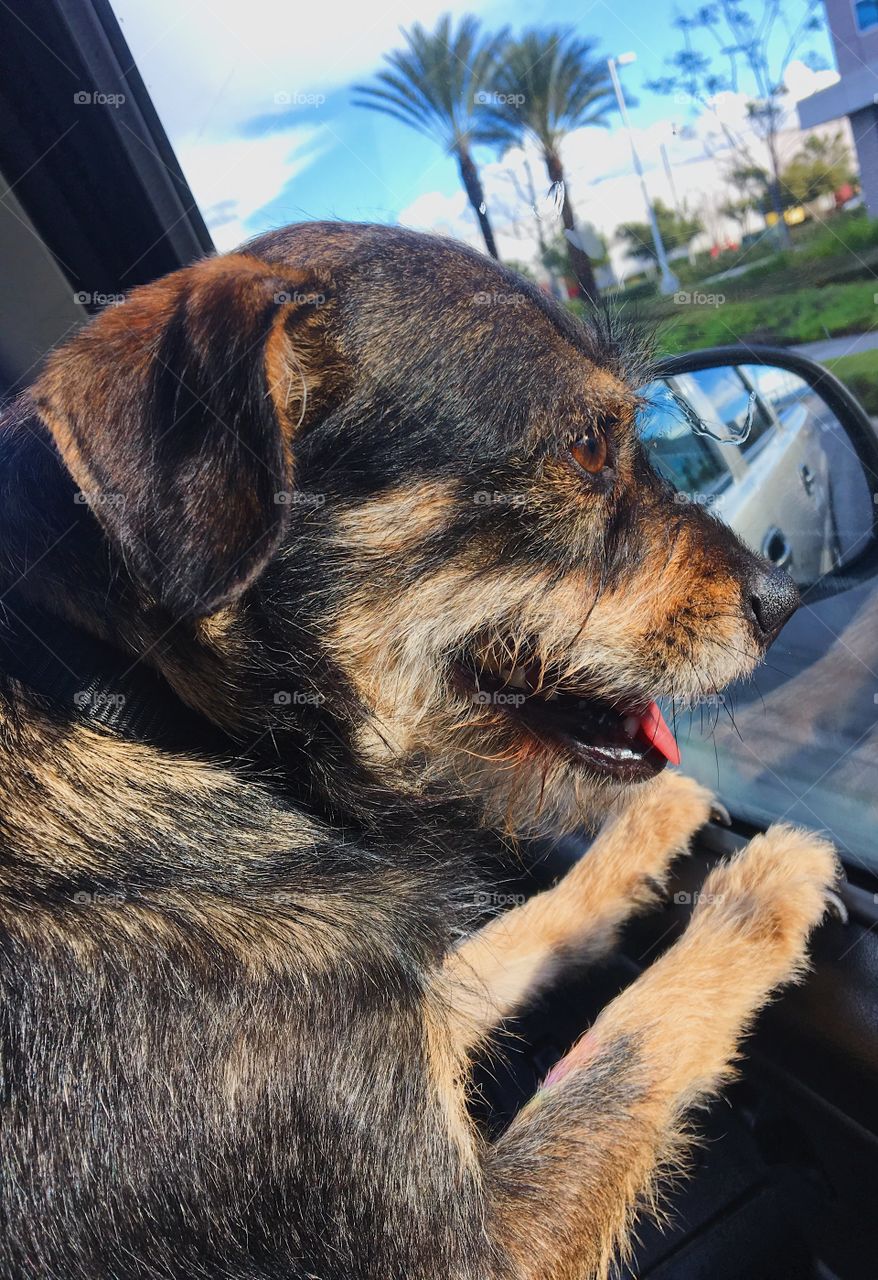 On her way to her forever home 