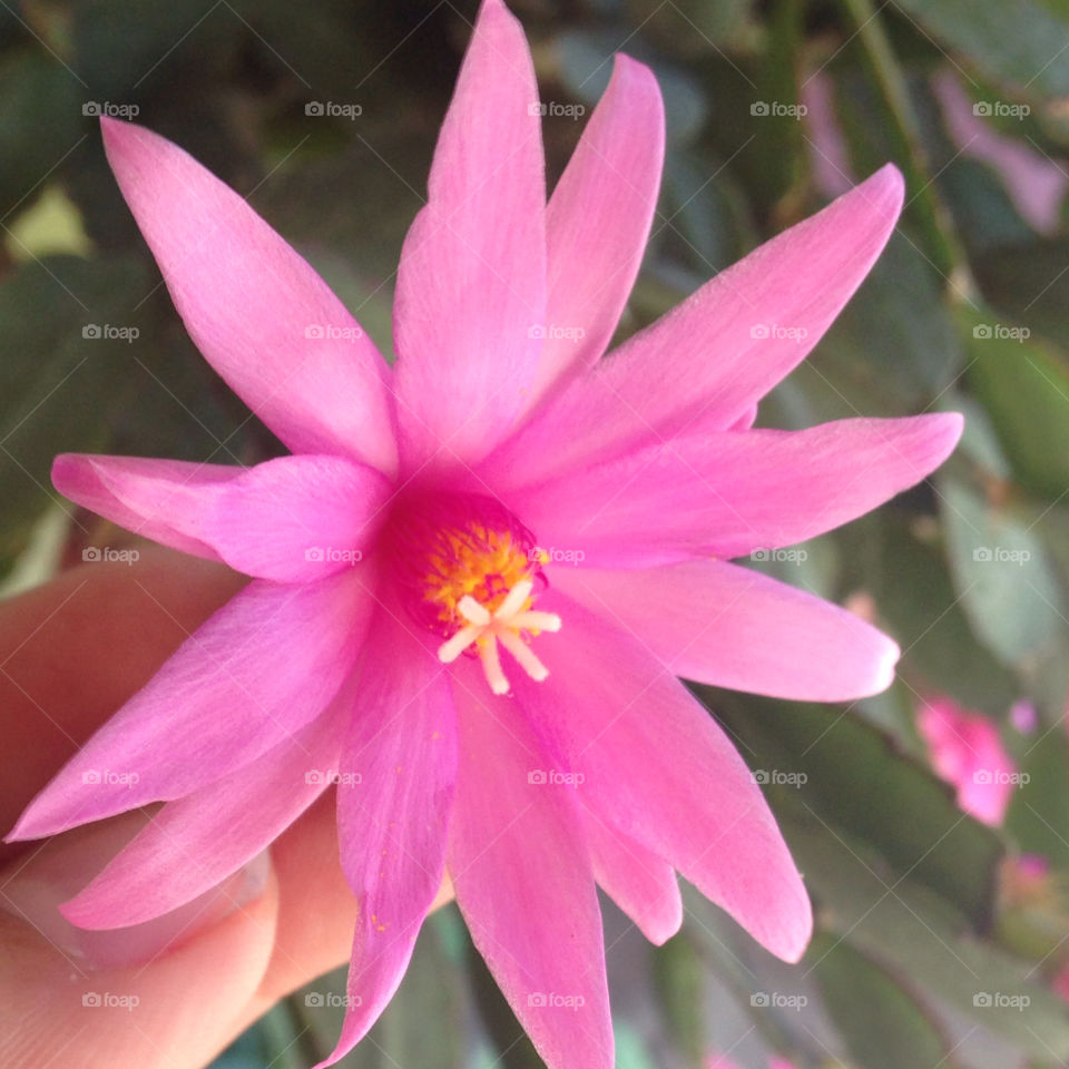 Pink flower . Pink flower growing on cactus.