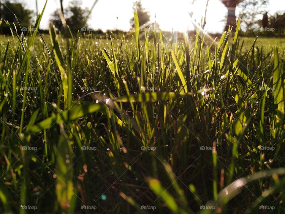 Dewdrops on the fresh spring grass