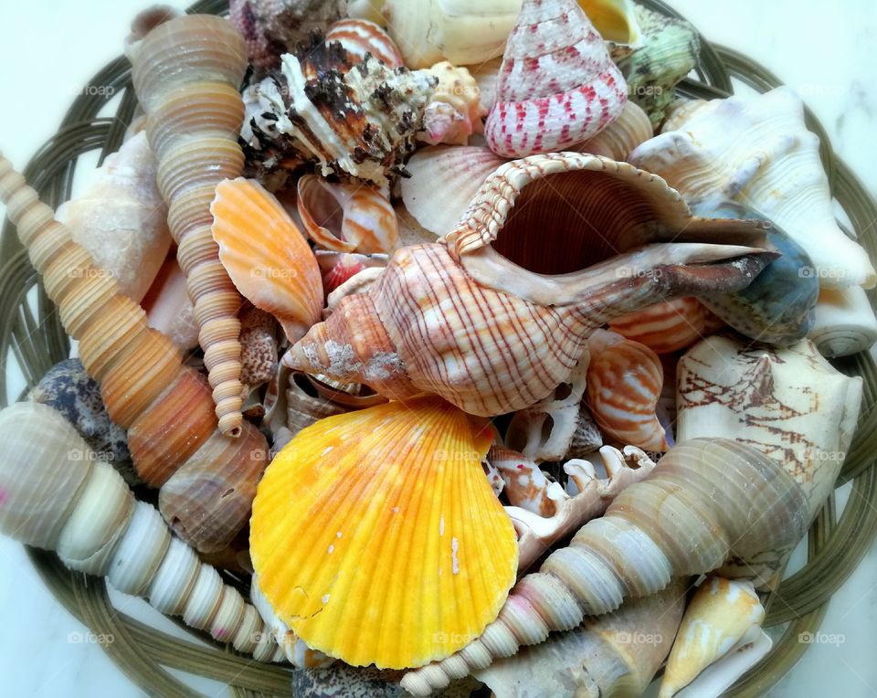 Variety of seashells on basket