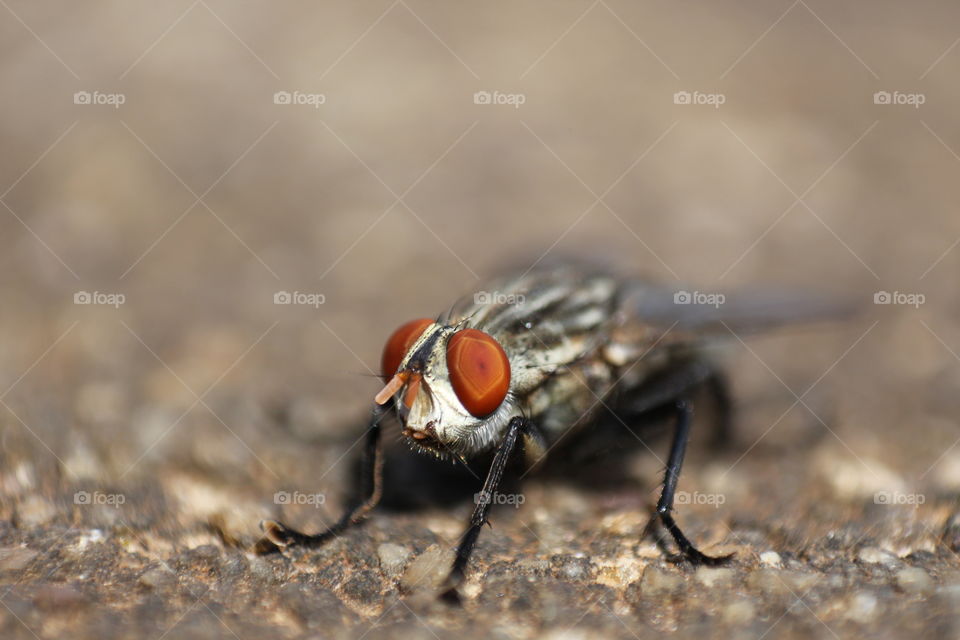 closeup of compound eyes fly