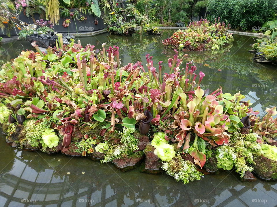 Island of pitcher plants, carnivorous