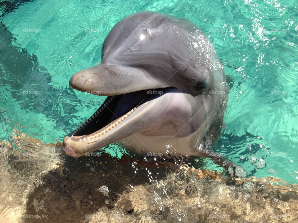 Happy dolphin 