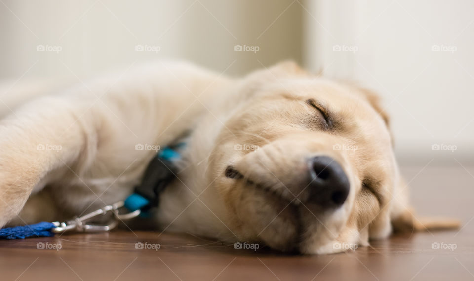 Sleeping Labrador puppy 