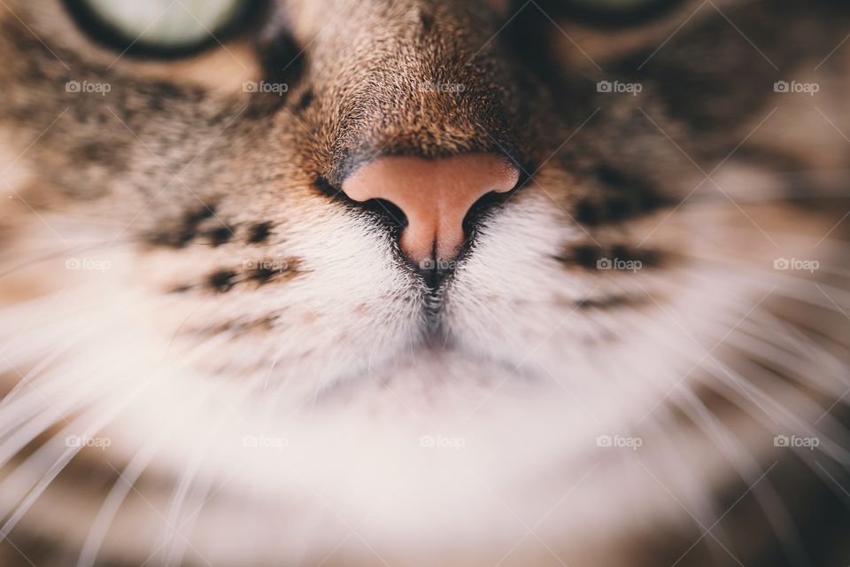 Portrait of cute cat. Beautiful cats nose