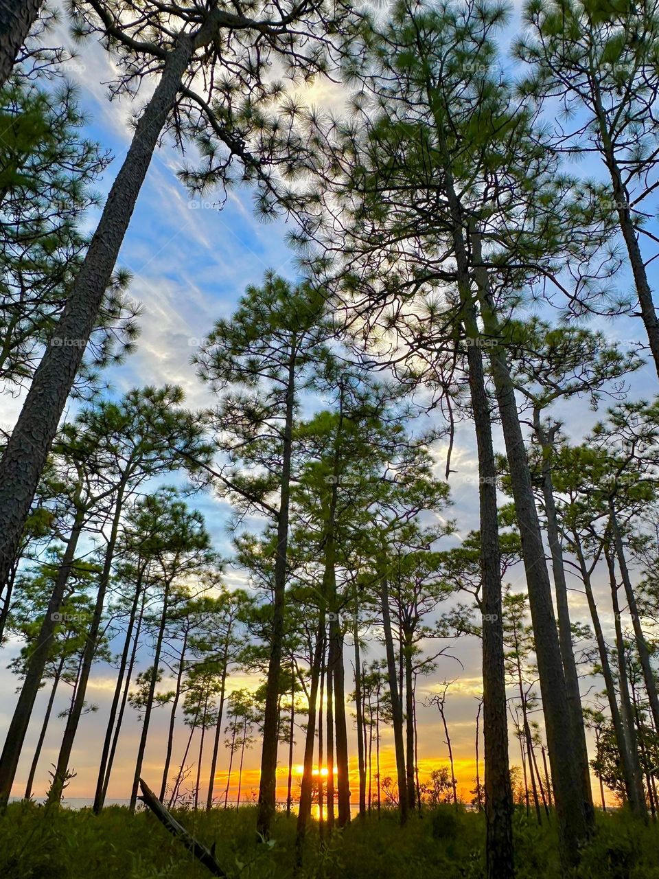 Enchanted Lens: Exploring the Magic forest - The Magical Forest is a place beyond the safety and familiarity of the town. It represents the unknown where anything can happen. occasionally sunset take place