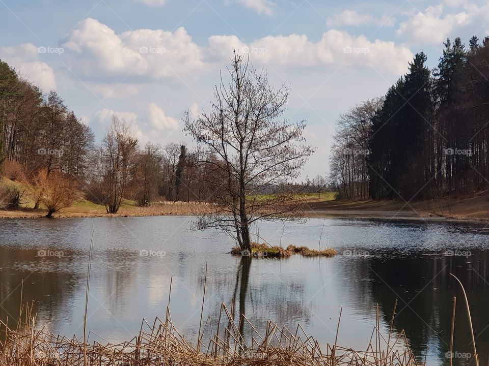Pond and tree
