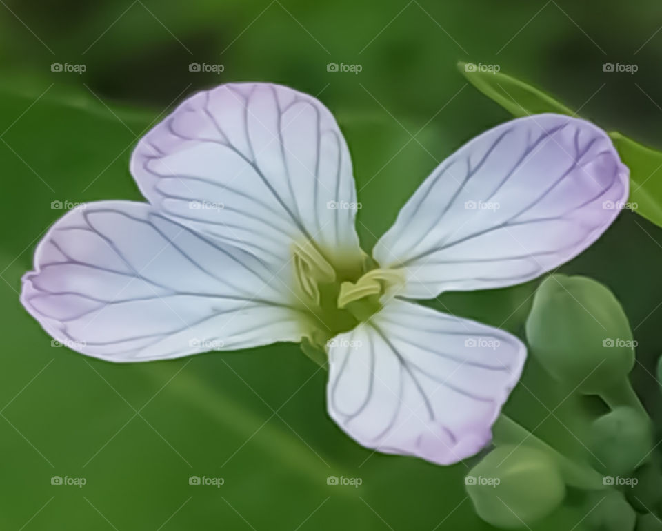 Macro flower with white Petals on green background.