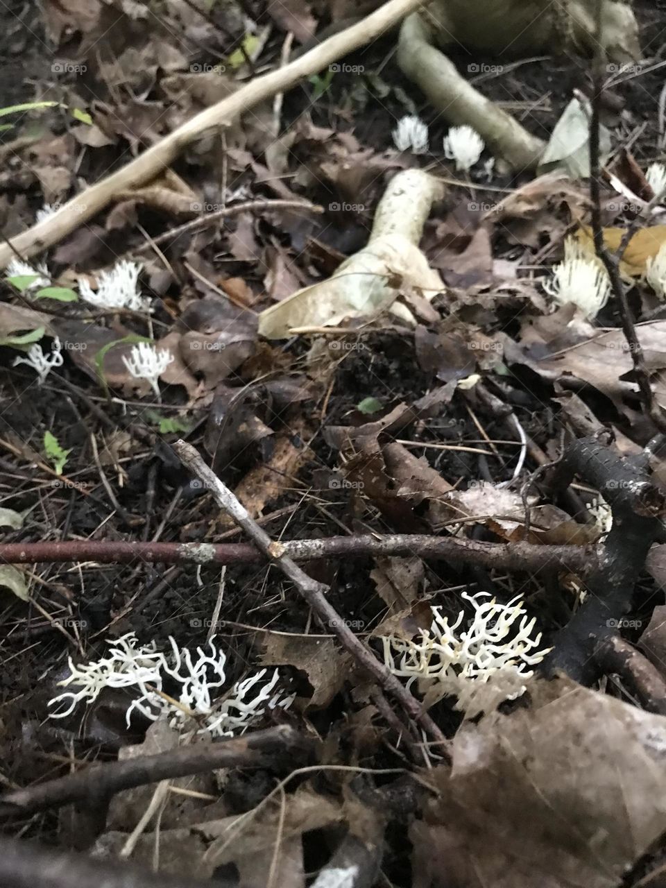 White coral on the forest floor 
