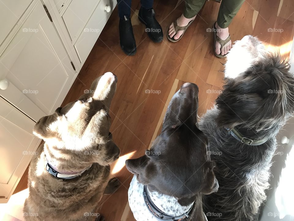 Dogs waiting for a bone