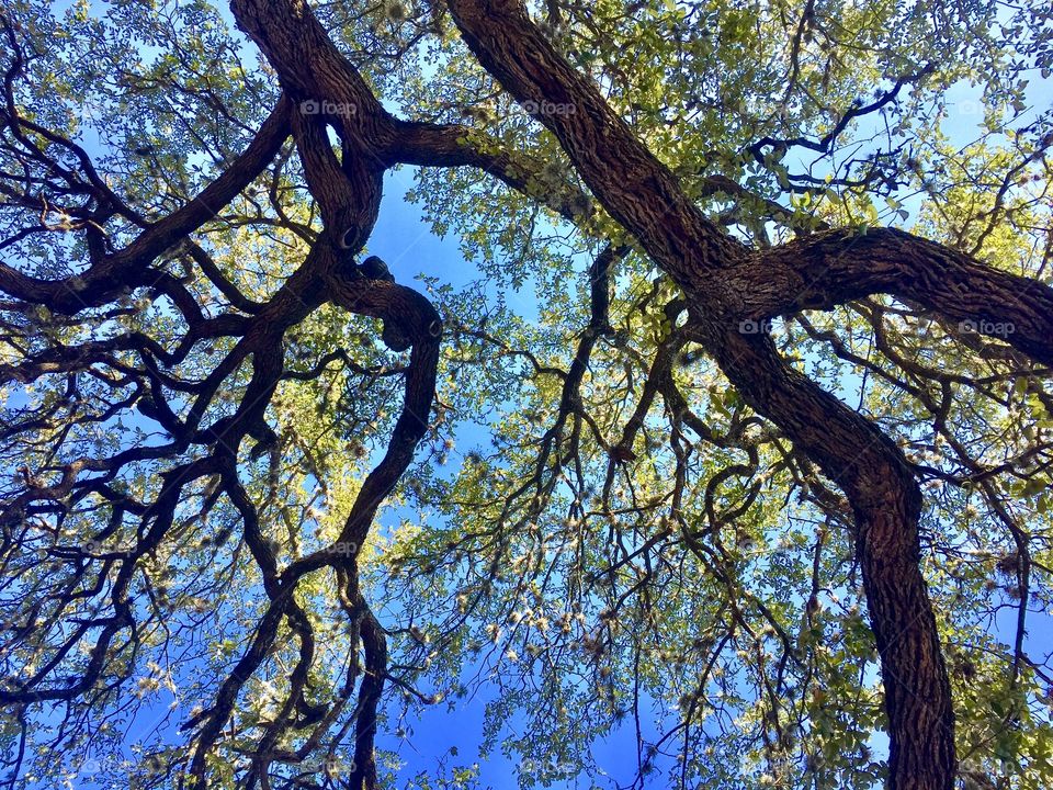 Daylight through branches