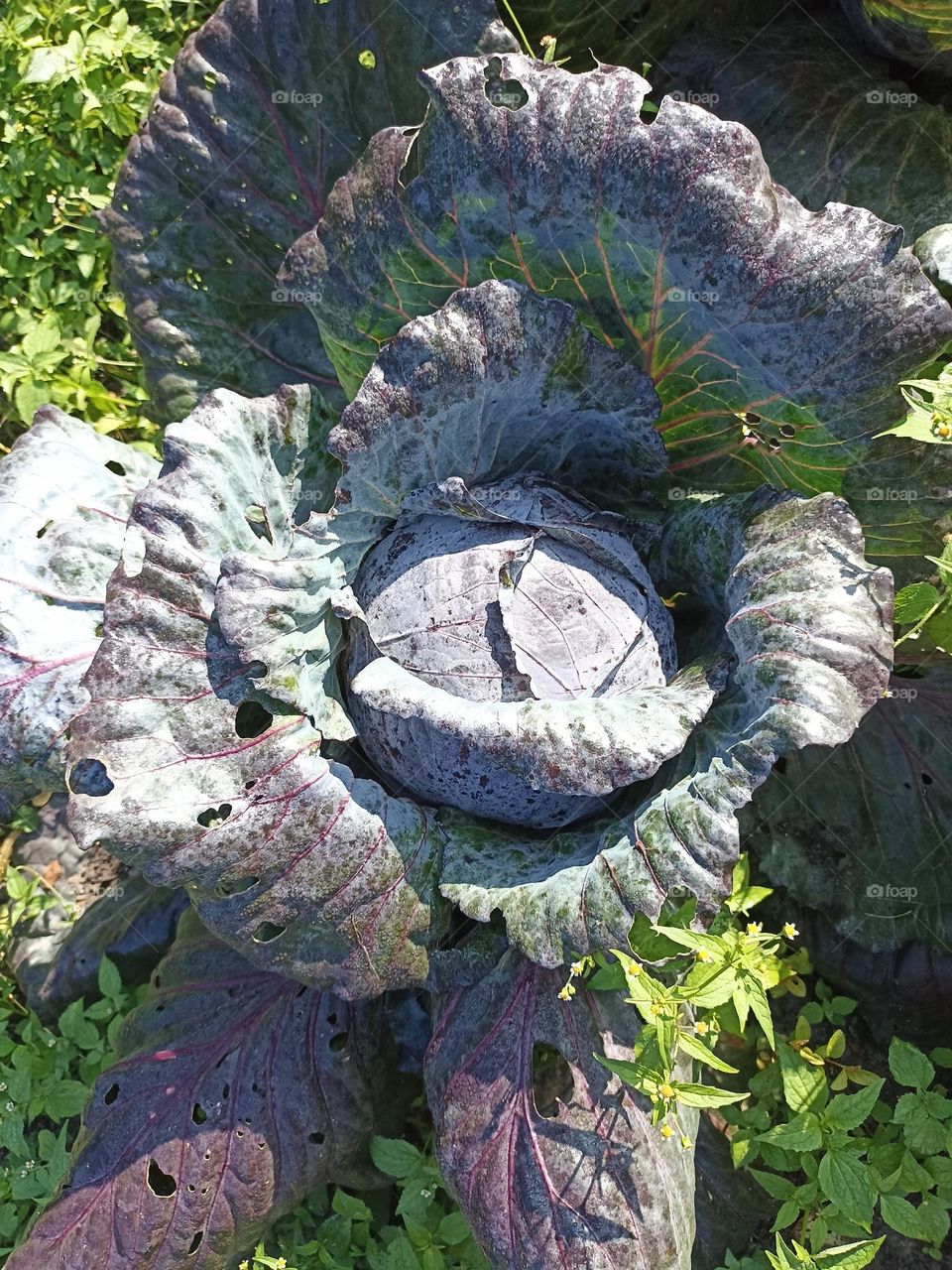 Lilac cabbage