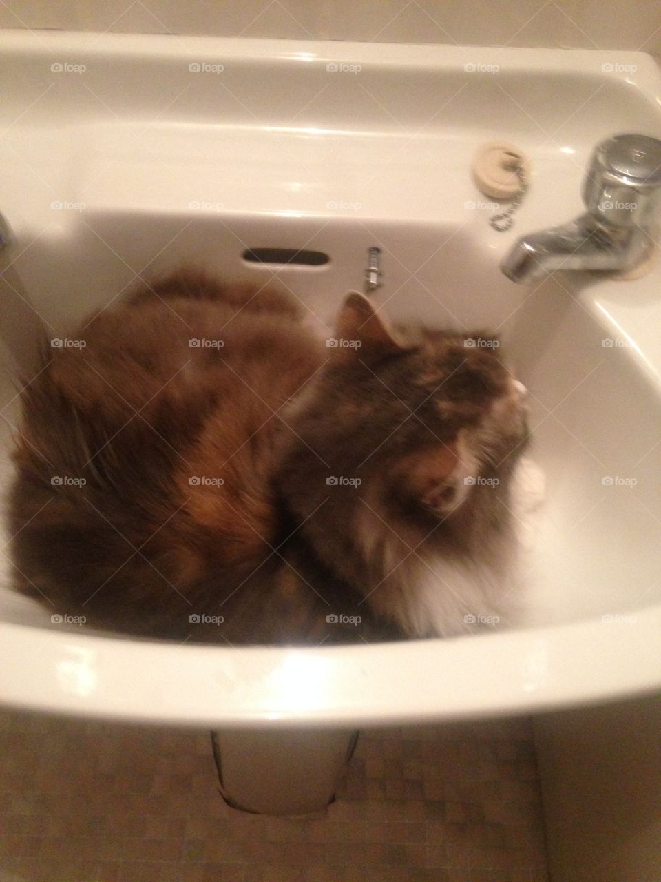 How Misty, our Norwegian Forest Cat, thought she'd stay cool Day