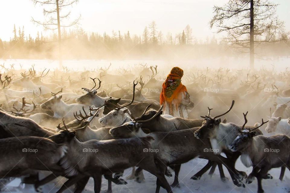a herd of deer in the fog