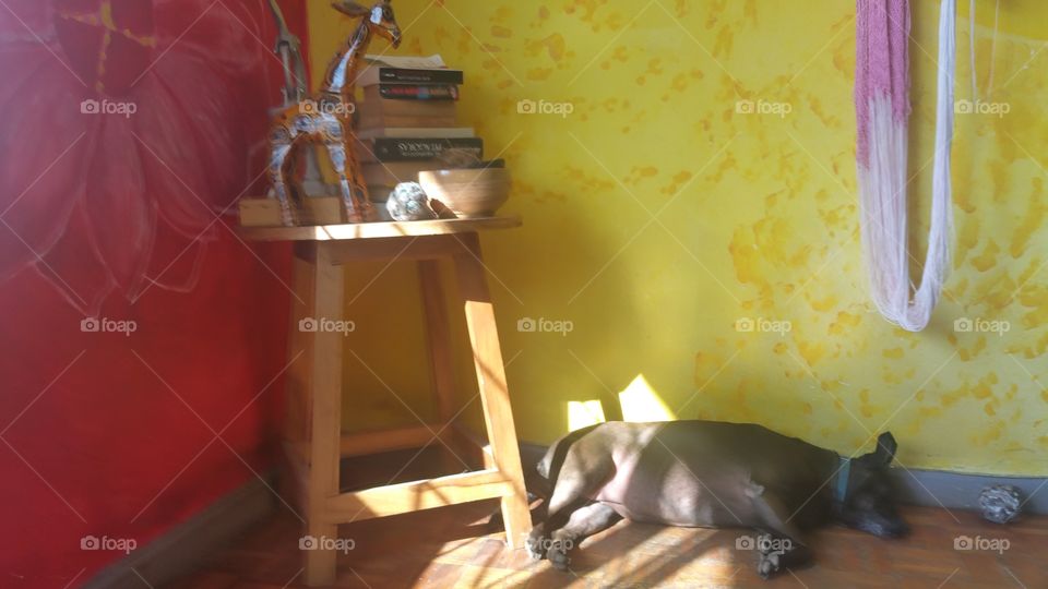 sleeping dog named "bouncy", rescued  from the streets  lays on the sun bathed floor of a flat in Costa Rica