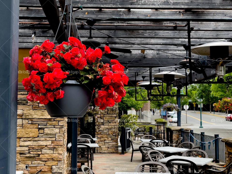 Pot with blooming red geraniums in outdoor cafe